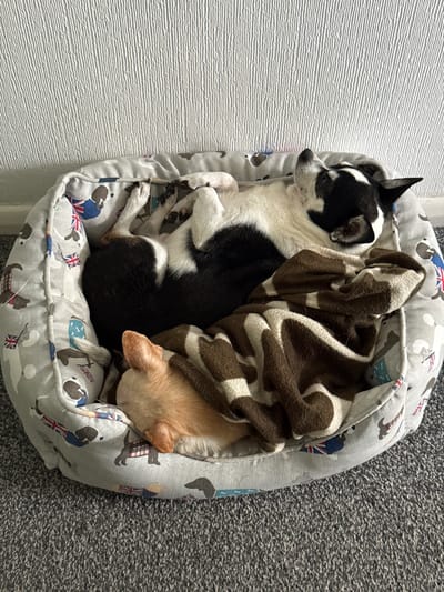 Two small dogs are resting together in a cozy pet bed inside what appears to be a home. The pet bed is light grey with a patterned fabric featuring stylized dog figures wearing hats and small Union Jack flags, indicating a British theme.

On the left side of the bed, a black and white dog with pointed ears is curled up, facing towards the left. Its eyes are partially open, suggesting it is either dozing or observing its surroundings. The dog has prominent white markings on its chest, snout, and paws.

Further into the bed, a second, light brown or tan dog is snuggled under a brown and white patterned fleece blanket. Only the back of its head and part of its body are visible as it sleeps soundly, facing away from the camera.

The pet bed is positioned against a white wall with a distinctive horizontal textured pattern on the left, and it sits on a grey, textured carpet on the right. The scene conveys a sense of peaceful relaxation and comfort for the two canine companions. No explicit text is visible in the image.