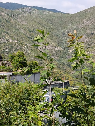 The image captures a mountainous landscape in Terras de Bouro, Portugal. In the foreground, several oak saplings with distinctive lobed leaves are prominently displayed, with some showing hints of browning on their edges. Behind them, a terraced area is visible, featuring a modern building with a white facade and a grey concrete wall. A metal railing with a decorative pattern runs along the edge of the terrace. Further back, more greenery, including trees and dense shrubs, covers the terraced slopes. In the middle ground, a paved area with several parked vehicles, including what appears to be a white car with a red taillight, is visible. The background is dominated by steep, verdant hillsides covered in scrub and trees, with a few scattered rocks. The sky above is overcast with diffused clouds. The scene suggests a residential or commercial development integrated into a natural, hilly terrain.
