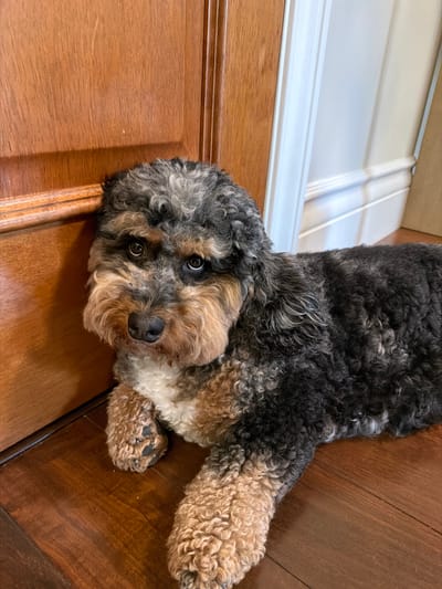 In Pinecrest, Florida, a Bernedoodle dog lies on a polished wooden floor next to a closed wooden door. The dog, with curly black, grey, and tan fur, is positioned in a relaxed pose, its head resting against the door. The background shows a white painted baseboard and wall. The lighting is warm and appears to be natural, casting shadows that add depth to the scene.