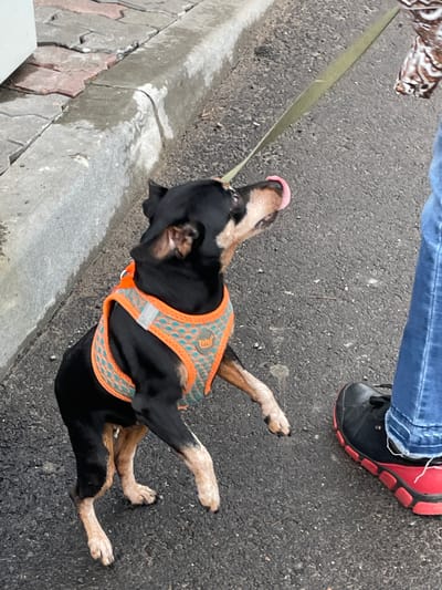 A small black and tan dog wearing an orange and teal harness is standing on an asphalt surface, its tongue sticking out to the right. The dog is leashed to a person whose lower legs, clad in blue jeans and black and red sneakers, are visible on the right side of the frame. To the left of the dog is a concrete curb separating the asphalt from a sidewalk paved with irregular grey and reddish-brown stones. The scene appears to be outdoors, likely in a city environment such as Плодовое, Russia, given the urban infrastructure visible.