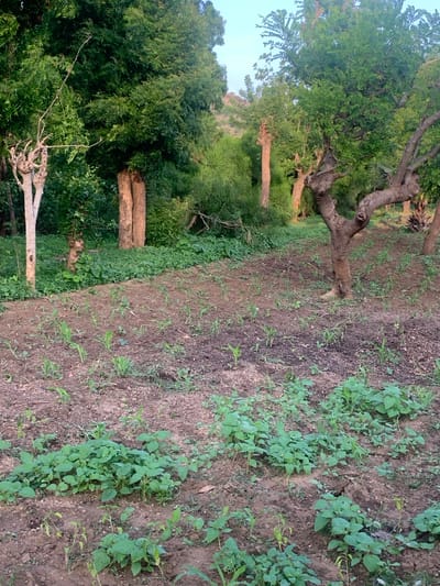 An outdoor shot depicts a scene of agricultural cultivation within a semi-arid environment, likely Reak, Nigeria. The foreground is dominated by a freshly tilled field, where young plants, possibly maize, are sparsely scattered across the brown soil. A cluster of lush green leafy plants grows in the middle ground, suggesting a different crop or natural vegetation. Behind the field, a line of mature trees with thick, gnarled trunks and dense green foliage forms a natural boundary. These trees, some appearing pruned or weathered, create a rustic, natural backdrop. The overall impression is one of rural landscape and ongoing agricultural activity. The sky, a pale blue, indicates daylight.