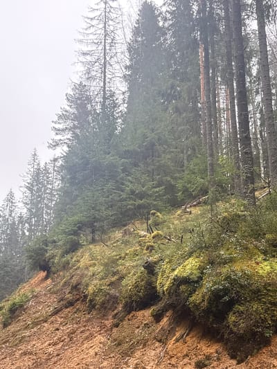 The image shows a forest in Okhtinskoye Razdol'ye, Russia. Tall, slender trees dominate the left side of the image, their upper branches appearing bare. To the right, a steep, moss-covered slope leads down towards the trees, creating an incline. The environment has a foggy atmosphere.