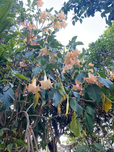 A low-angle shot captures a dense cluster of peach-colored Angel's Trumpet flowers dangling from a tree. The flowers, with their trumpet-like shape and ruffled edges, are the main focus against a backdrop of lush green leaves and a bright, overcast sky. The branches and stems are thick and woody, indicating a mature plant. The lighting suggests an outdoor scene, likely in the morning or late afternoon, with diffused light filtering through the foliage. The environment appears to be a garden or a park, possibly in a residential area given the presence of what looks like a partial stone wall in the background. No people are visible in the frame. The overall impression is one of natural beauty and abundance. The image might be located in Olhão, Portugal, a city known for its gardens and coastal flora.
