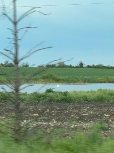 This landscape photograph, likely taken from a moving vehicle, captures a serene rural scene under a bright, clear sky in Yastrebovo, Bulgaria. The image, originally oriented sideways, presents a horizontal view of the countryside.
In the upper portion of the frame, a wide expanse of light blue sky is visible, largely unblemished by clouds. Stretching across the mid-ground is a long, narrow body of water, possibly a canal or river, reflecting the sky. On the far side of this water, a vibrant green field extends, bordered in the distance by a line of trees and bushes forming a treeline. On the near side of the water, there's a strip of lush green vegetation. A notable detail in the water is a distinct white object, likely a swan or another large bird, positioned towards the right side.
The foreground on the left side features blurry, abstract shapes, resembling out-of-focus tree branches or reflections, indicating movement at the time the photo was taken. The rightmost portion of the image shows a darker, possibly tilled or muddy field, which also exhibits signs of motion blur, reinforcing the impression of a photograph captured from a moving perspective.
The overall impression is one of a peaceful, agricultural landscape, observed on a clear day, possibly during transit through the Bulgarian countryside. No visible text is present in the image.