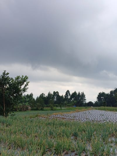 Overcast skies dominate above a rural landscape. In the foreground, a field of crops planted in rows is covered with a plastic sheet. A tree stands to the left, and a line of trees forms a horizon in the middle ground. The sky is grey, suggesting impending rain. The scene is still and quiet.