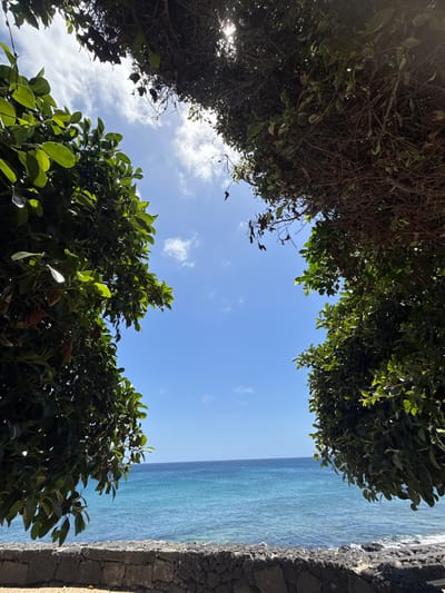 The image presents a unique perspective, looking upwards through a dense canopy of green foliage and dark branches. The top, left, and bottom sections of the frame are filled with vibrant, healthy leaves, through which bright sunlight filters, creating a play of light and shadow. The central area opens to a clear, brilliant blue sky, adorned with a few wispy white clouds.
To the right, a calm, turquoise ocean stretches horizontally across the middle of the frame, displaying various shades of blue and green that hint at different water depths. Gentle ripples are visible on the water's surface. Along the far right edge of the image, a dark, textured stone wall or pathway runs vertically, serving as a boundary between the land and the ocean.
The scene appears to be captured on a bright and sunny day, likely during the morning or early afternoon, given the direct sunlight. The weather is clear and pleasant. No people or specific activities are visible, contributing to a tranquil and natural ambiance. The combination of lush greenery, a vivid ocean, and volcanic-like stone strongly suggests a coastal environment, consistent with the provided location context of Puerto Del Carmen, Spain. There is no visible text in the image.