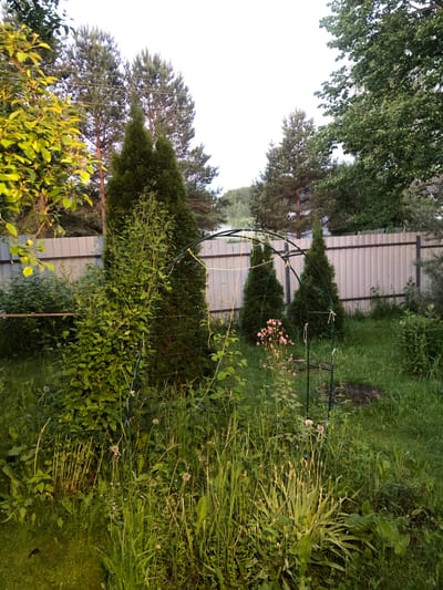 This image depicts a backyard garden in Izdeshkovo, Russia, on what appears to be a clear, overcast day. In the foreground, the ground is covered in dense, unkempt grass and various plants, some of which are flowering, such as a cluster of pink flowers near a metal garden arch. The garden arch itself is green and appears to be made of metal tubing, with netting attached. Several tall, slender evergreen trees, possibly cypresses, are strategically placed within the garden. Behind the garden, a light-colored corrugated metal fence runs horizontally across the image, separating the yard from what appears to be a wooded area with pine trees and deciduous trees in the distance. The lighting suggests it is either early morning or late evening, with the sun casting a warm glow on the foliage of a tree on the left side of the frame. No people are visible in the image.