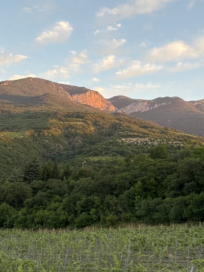 The image depicts a mountainous landscape under a sky with scattered clouds. The mountains are covered in lush green vegetation, with some areas showing rocky outcrops. The sunlight casts warm hues on the upper slopes of the mountains, creating a striking contrast with the shadowed valleys. In the foreground, there is a vineyard with rows of young grapevines supported by wooden stakes. The overall scene suggests a rural setting, possibly in a mountainous region during late afternoon or early evening, given the lighting. The provided location of Гурзуфский поселковый совет, Ukraine, is not visually verifiable from the image content alone.