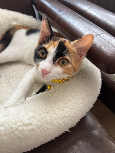 A calico cat with white, orange, and black fur is lying on a fluffy white pet bed. The cat is looking directly at the camera with wide, curious eyes. A yellow collar with a small bell is visible around its neck. The pet bed is placed on a brown leather surface, possibly a chair or couch. The background is slightly blurred, with brown leather upholstery visible. There is no indication of the specific location within Ümraniye, Turkey, or any other environmental context that would suggest an outdoor or public setting.