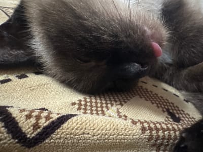A close-up, eye-level shot captures a Siamese cat sleeping on a textured, beige blanket with a woven brown and dark brown geometric pattern. The cat's fur is a mix of dark brown and lighter brown tones, with some lighter fur visible around its snout and ear. Its eyes are closed, and its mouth is slightly open, with a small portion of its pink tongue visible. The blanket appears to be a soft material, possibly terry cloth, with a raised texture. The lighting is soft, creating a peaceful and intimate atmosphere. There is no discernible information about the location in the city of Буб, Russia.