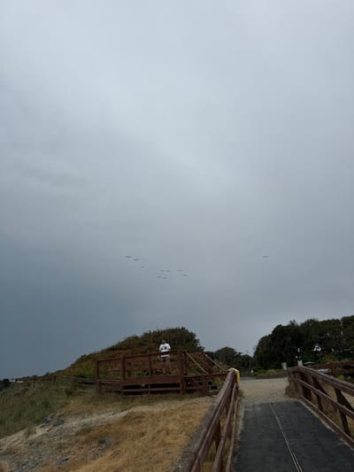 The image shows a wooden boardwalk leading through a grassy, dune-like area with trees in the background. The sky is overcast and gray, with several birds flying in formation high above. A person wearing a white t-shirt and shorts stands on a raised section of the boardwalk, looking out towards the sky. The boardwalk appears to be part of a coastal path. This location is identified as Courtown, Ireland.
