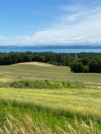 The image depicts a panoramic view of a landscape in the vicinity of Boudry, Switzerland. In the foreground, tall, dry grasses sway gently, partially obscuring a verdant green field dotted with sporadic red poppies. Beyond this, a larger expanse of green fields stretches across rolling hills, with patches of yellowing crops and darker green shrubs. A dense forest forms a natural boundary behind the fields, its trees a deep, lush green. Across the treeline, a vast expanse of turquoise water, likely Lake Neuchâtel, dominates the mid-ground. In the distance, a range of blue-hued mountains, some with snow-capped peaks, form the horizon under a clear blue sky with scattered white clouds. The overall scene conveys a serene, natural environment, characteristic of the Swiss countryside.