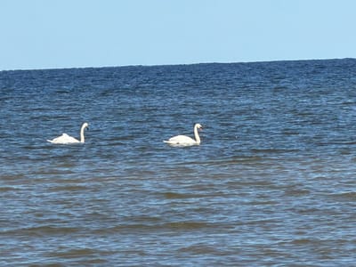 The image shows two white swans floating on the water. The location is likely near the city of Ragaciems, Latvia, as that was the source of the image. The water is dark blue and choppy, with a lighter blue sky above. There are no people visible in the image. The swans are facing in slightly different directions.