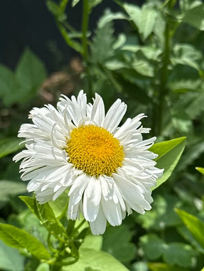 A single daisy with white ray florets and a yellow center is in focus against a blurred green background of foliage. The daisy is positioned in the center of the frame, angled slightly to the left. The petals are numerous and layered, some appearing slightly curled. The yellow center is textured with many small, tightly packed florets. Green leaves are visible in the foreground and background, some catching the sunlight. The scene is outdoors, suggesting a garden or natural setting. No specific landmarks or features indicative of Izobilnyy, Russia, are discernible.