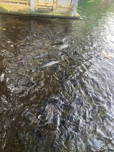 The image shows a murky, dark-colored river with a concrete structure visible in the upper left portion of the image. The river is located in Kecamatan Manyaran, Indonesia, at the coordinates -7.826 latitude and 110.816 longitude. The image is an aerial view of the river, taken from above. There are many fish swimming in the murky waters of the river. The water is moving and rippling, creating a sense of movement and activity. The fish are all dark in color and are not easily distinguishable from the riverbed. The riverbank is covered in vegetation. There are no people or objects visible in the image. The image is likely taken during the day, as the water is not frozen and the fish are swimming. The scene is calm and tranquil, with no signs of human activity.