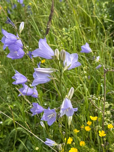 The image depicts a close-up, slightly tilted view of a cluster of bell-shaped flowers, primarily in shades of light purple and blue, set against a backdrop of lush green grass and other wildflowers. The bellflowers are the main subjects, with several in focus, showcasing their delicate petals and stamens. Some flowers are fully open, while others appear to be buds. Interspersed among the bellflowers are smaller yellow buttercups and tiny white flowers, adding a vibrant contrast to the scene. The setting is a natural, grassy meadow, suggesting an outdoor environment. The lighting appears to be natural daylight, possibly late morning or early afternoon, given the brightness and the absence of harsh shadows. The overall mood is serene and natural, evoking a sense of a peaceful summer day. There is no visible text in the image. The scene is set in Kalinino, Russia.