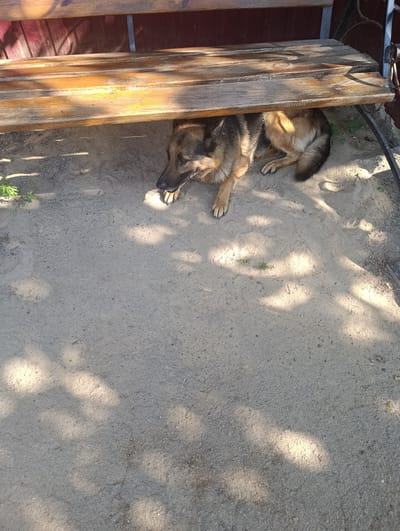 A German Shepherd dog is lying on the sand under a wooden bench. The dog is mostly facing to the left, with its head resting on its paws. Its fur is a mix of brown, black, and tan. The bench is made of weathered wood planks and is supported by dark metal legs. The ground is covered in light-colored sand, with some scattered small green plants. Sunlight casts dappled shadows from unseen foliage onto the sand and the underside of the bench. The scene appears to be outdoors in a rural or garden setting. The time of day seems to be during daylight hours, likely afternoon, given the angle of the shadows. The weather appears to be sunny. There is no visible text in the image.