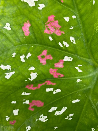 This is a close-up, high-angle photograph of a vibrant green leaf with irregular splotches of bright pink and white. The leaf exhibits prominent veins, creating a textured surface. The image captures the intricate patterns and coloration of the foliage, emphasizing its natural beauty. The location is specified as Ko Siboya, Thailand, suggesting this leaf is part of the local flora found on the island. No people or actions are depicted in this close-up study of the leaf's surface.