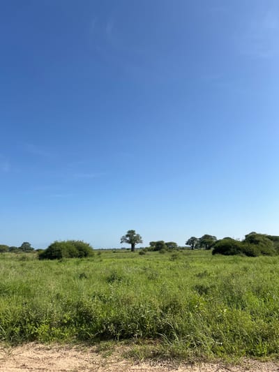 The image displays a vast, natural landscape under a clear, bright blue sky, characteristic of a savanna or grassland environment in Kwa Kuchinia, Tanzania. The sky, occupying the upper-left portion of the frame (after correcting for the image's rotation), is mostly cloudless, with only a few very faint, wispy white streaks visible.

The ground cover consists of extensive green grass and various bushes, stretching from the foreground into the distance. Scattered throughout this verdant expanse are several medium-sized trees with full, dark green canopies. Some appear as solitary figures, while others form small clusters, with denser shrubbery visible along the horizon line. A distinct dirt path or track runs along the right edge of the frame, winding through the grassland.

The scene depicts a peaceful, open setting with no human presence or specific activity taking place. The strong, even lighting suggests it is daytime, likely mid-morning or early afternoon, under fair weather conditions. There is no visible text in the image.