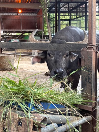 A dark-colored water buffalo is seen in an enclosure in Nong Prue, Thailand, with its head lowered to eat grass from a blue trough. The buffalo has large horns and is partially obscured by the enclosure's metal bars and a pile of green grass in the foreground. The background shows a rustic structure with an orange light, mesh fencing, and greenery, suggesting an outdoor zoo or farm setting. The ground appears to be dirt or sand.