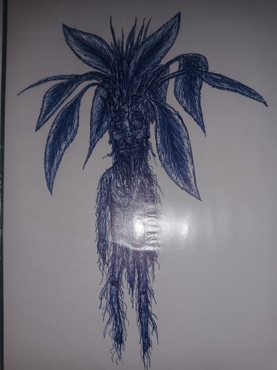 The image is a pen-and-ink drawing on a white surface, likely paper or a board, with a subtle sheen from lighting. The artwork depicts a creature that resembles a mandrake root, a mythical plant with a humanoid form.
The subject is a stylized, human-like figure with a prominent head covered in what appears to be dense, spiky foliage or hair. Large, leaf-like structures extend outwards from the top of its head, suggesting a plant-based nature. The face is drawn with simple lines, conveying a somewhat sorrowful or distressed expression with hollowed-out eyes and a downturned mouth.
The body is depicted as slender and elongated, made up of what seems to be tangled roots or fibers. From the lower part of the body, numerous thin, root-like tendrils hang down, giving the impression of it being rooted in the ground or having just been uprooted.
The drawing style is sketch-like, with visible pen strokes and hatching used to create texture and shading, particularly on the leaves and the root-like body. The color is a dark blue ink. There are no discernible objects, scenes, or setting elements beyond the creature itself. The activity taking place is none; it is a static depiction.
Notable details include the creature's anthropomorphic and plant-like characteristics, its overall emaciated appearance, and the expressive, albeit simple, facial features. The lighting on the surface creates a bright, somewhat washed-out backdrop, with subtle reflections visible, hinting at the surface it's drawn on. No text is visible in the image. The location context of Gulbag, Uzbekistan, does not provide any visual cues within the drawing itself.