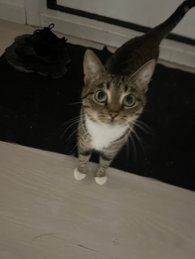 The image shows a tabby cat with green eyes and white paws standing on a light-colored floor. The cat is looking directly at the camera. In the background, a black mat and a pair of black shoes are visible. The environment appears to be indoors, possibly near an entrance. There is no information in the image that allows for the determination of its location in Tolyatti, Russia.