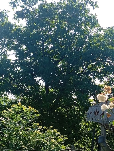 The image captures a sunlit scene in Ulmu, Moldova, dominated by the dense foliage of a large tree. Sunlight filters through the leaves, creating dappled patterns. In the foreground, a patch of green bushes and smaller trees are visible. To the right, a weathered, metallic object, possibly part of a fence or sign, is partially obscured by white and dried orange roses. The scene depicts a natural outdoor environment, likely a garden or yard, with elements of flora and man-made structures.