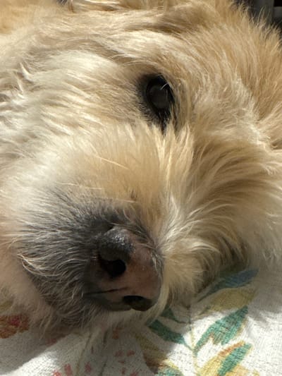 The image is a close-up, eye-level shot of a light-colored, fluffy dog's face. The dog appears to be resting, with its head on a patterned surface. The fur is textured and slightly disheveled, with individual strands visible. The dog's dark eye is partially visible, reflecting light. Its nose is dark and moist, with visible whiskers extending from its muzzle. The background is a textile with a floral or leaf-like pattern in muted colors of green, yellow, and pink. The lighting suggests a natural light source, possibly sunlight, casting soft shadows. The scene appears to be indoors, on a blanket or cloth. No specific landmarks or references to Çiğli, Turkey are visible in the image.