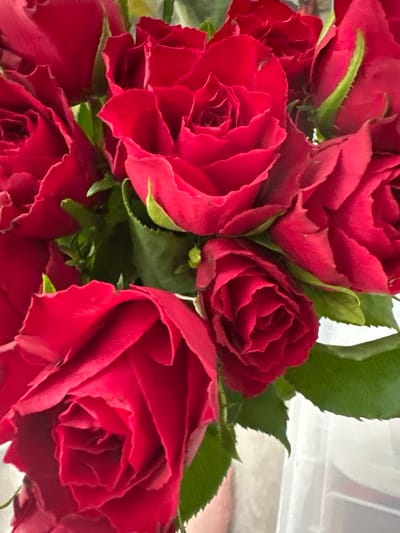 This is a close-up, eye-level shot of a bouquet of vibrant red roses. The focus is on the intricate details of the rose petals, which are tightly furled in some blooms and more open in others, showcasing their velvety texture and deep crimson color. Lush green leaves are interspersed among the flowers, adding a contrasting natural element. The lighting appears soft and diffused, suggesting it might be indoors or under an overcast sky. There are no people or specific setting elements visible beyond the roses and their foliage. The overall impression is one of natural beauty and the classic symbolism of red roses, often associated with love and passion. The image does not contain any visible text. The location context provided is Moortown, Ireland, but there are no visual cues in the image to confirm this location.