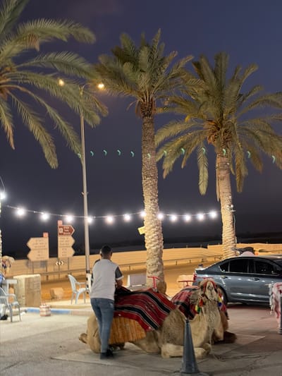 Here is a description of the image:
The image depicts a scene in what appears to be a public space in the city of Megilot Yam HaMelakh Regional Council, Palestinian Territory. Several tall palm trees are visible, their trunks adorned with strings of lights. A series of streetlights illuminate the area. A person stands next to a kneeling camel that is wearing a decorative saddle blanket. A car is parked nearby. Street signs are visible, suggesting this is a roadside location.