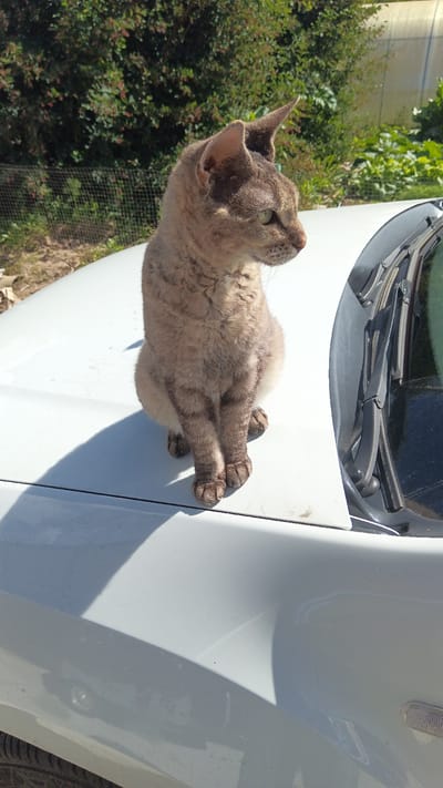 A short-haired, tan cat with green eyes sits on the hood of a white car, facing right. The cat's fur is curly and brindled with darker stripes on its legs. It is positioned on the front of the car, in what appears to be a residential area. Behind the car, there is dense green foliage, suggesting a garden or park. The sunlight casts a distinct shadow of the cat on the white surface of the car hood. The area is outdoors, with a fence visible in the background and a greenhouse structure to the far right. The presence of the car and surrounding vegetation indicates a setting in or around a house in Анкудиново, Russia.