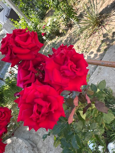 A close-up, overhead view captures several vibrant red rose blooms. The roses are in various stages of opening, with tightly furled petals in some and more open, layered petals in others. The background transitions from lush green foliage and some red and white flowers to a dry, sandy area with a spiky plant and scattered debris, likely petals. Concrete steps and a weathered metal railing are visible, suggesting an outdoor setting in a garden or park. Shadows cast by unseen objects fall across the scene, indicating a sunny day. The scene is located in Cojușna, Moldova.