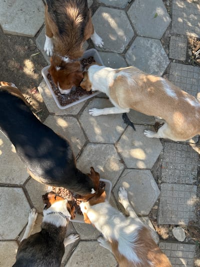 Four dogs are eating from a shared food bowl outdoors on a paved area. The paved area is composed of hexagonal and square concrete tiles. The dogs' coats vary in color, with one appearing to be primarily black and brown, another tan and white, and two with brown, white, and black markings. The food bowl is a clear plastic rectangular container filled with kibble. The scene appears to be in a residential yard, with some dirt and foliage visible around the edges of the paving. The lighting suggests it is daytime, with shadows cast by sunlight. There are no people visible in the image. The location is identified as Polenitsa, Bulgaria.