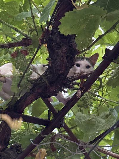 A white and grey cat is perched on branches amidst green leaves and small green grapes, likely part of a grapevine. The cat's head is visible, peeking out from behind a thick, dark brown branch. Its eyes are wide and dark, and its ears are pointed. The cat's body is mostly obscured by the foliage and branches. The scene appears to be outdoors, in a natural setting, possibly in the vicinity of a rural area or garden in Blatets, Bulgaria. The lighting suggests it is daytime, with dappled sunlight filtering through the leaves.