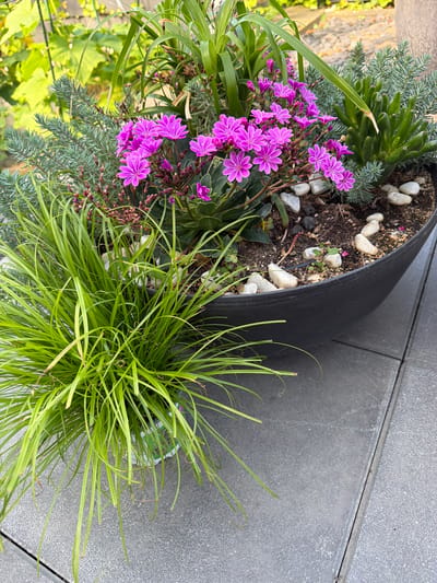 A close-up, high-angle outdoor shot shows a black planter filled with various plants on a grey tiled patio. The planter contains bright pink flowers with delicate petals, a succulent plant with green, finger-like leaves, and a grassy plant with long, thin green blades in the foreground. The background shows blurred green foliage and a vine. The scene is located in Bissendorf, Germany. There are no people or actions depicted.