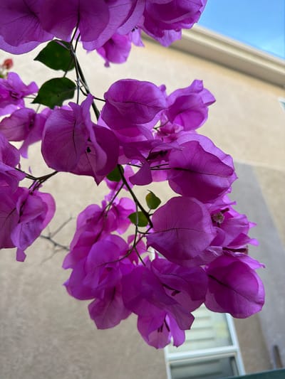 A close-up, low-angle shot focuses on a cluster of vibrant purple bougainvillea flowers, with their delicate, paper-like bracts and intricate vein patterns prominently displayed. The flowers hang from a thin stem, partially obscuring a muted beige building with a white-trimmed window in the background. Above the building, a clear blue sky is visible. The lighting suggests an outdoor setting, likely during daylight hours. The overall impression is one of natural beauty juxtaposed with a suburban architectural backdrop, possibly in Aliso Viejo, California, United States of America, given the characteristic stucco-style building and sunny sky. No people or animals are present in the frame.