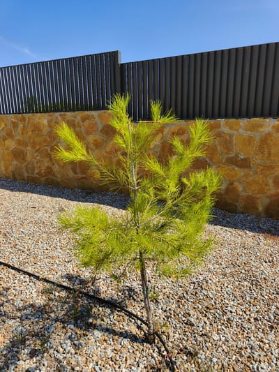 A small, vibrantly green pine tree stands in the center of the frame, its delicate needles catching the sunlight. The tree is planted in a bed of light-colored gravel that covers the ground. A black irrigation hose snakes across the gravel, disappearing behind the tree. In the background, a wall constructed of irregularly shaped, light brown stones forms a textured barrier. Above the stone wall, a dark grey, modern fence with vertical slats stretches across the width of the image. The sky above is a clear, bright blue. The overall impression is a sunny, dry, outdoor environment, possibly a garden or yard.