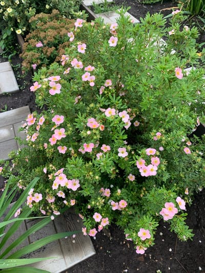 This is a close-up, eye-level, outdoor shot of a flowering shrub with small, pale pink, five-petaled flowers and green, serrated leaves. The shrub is densely branched and appears healthy. The background consists of dark soil, some dry, brown foliage from another plant, and two light gray, textured paving stones arranged in a stepping-stone pattern. In the lower left corner, a portion of a long, green, blade-like leaf is visible, likely from a different plant. There are no people or animals present in the image. The scene is consistent with a garden setting, potentially in the city of Dubnik, Russia, given the context provided. The lighting suggests it may be a cloudy day or late afternoon, as there are no harsh shadows. The overall impression is one of a well-maintained garden bed.