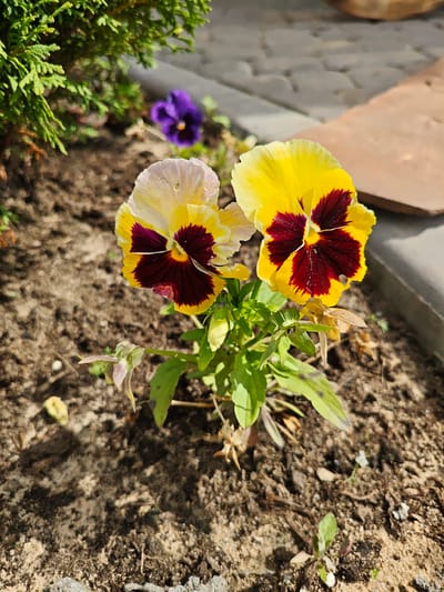 This is a close-up, eye-level outdoor photograph of two pansy flowers in a garden bed. The flowers are predominantly yellow with dark maroon centers and maroon veining extending outwards. One flower is slightly out of focus to the left, while the other is in sharp focus to the right. The background consists of dark brown soil with small stones and debris, a blurred green evergreen shrub on the left, and a paved area with terracotta-colored tiles in the upper right. A single purple pansy is visible, out of focus, in the background. The lighting suggests a sunny day with strong shadows cast on the soil. No people are present in the image. The scene appears to be a residential garden or park area in Kirzhach, Russia.
