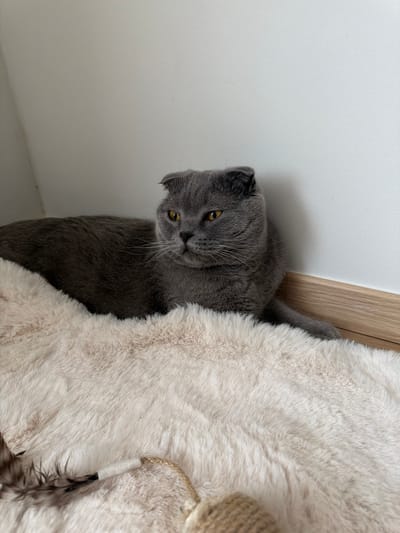 A grey Scottish Fold cat is resting on a fluffy cream-colored blanket. The cat is looking to the left with its yellow eyes open. Its ears are folded down, a characteristic of the breed. The cat is lying down, with its body slightly curved. In the foreground, part of a cat toy with feathers and rope is visible. The background shows a white wall meeting a light brown wooden baseboard. The scene appears to be indoors. There is no identifiable location in Turnhout, Belgium within the image.