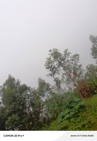The image shows a hazy view of trees and vegetation, with a plain white sky in the background. The scene appears to be outdoors, likely in a natural or semi-natural environment. The bottom of the image contains text overlays, with "CAMON 20 Pro" on the left and "24mm f/1.7 1/146s ISO50" on the right. The presence of fog or mist significantly obscures the background and the details of the vegetation. No people or specific structures are visible. The lighting suggests it is daytime, but the overcast or foggy conditions create a diffused light.