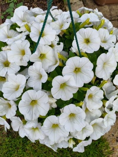 A close-up, top-down view captures a dense cluster of blooming white petunias in a hanging basket. The flowers are predominantly white with subtle yellow centers and delicate green veins radiating from the throat. Some buds, also a pale yellow-green, are visible amongst the open blooms. The petunias fill the majority of the frame, obscuring much of the hanging basket's structure, though a thick, twisted green rope, likely part of the basket's suspension system, is visible traversing the upper center of the image. The background is a soft blur of greenery and what appears to be a textured surface, possibly a stone or paving slab, along with some dry soil or mulch. The lower left and right corners show glimpses of lush green grass. There are no people or animals present in the image. The scene depicts a vibrant display of flowers, indicative of a garden setting. The location is stated to be in the city of Wychavon, United Kingdom.
