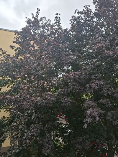 The image shows a large tree with dark purple leaves, possibly a purple-leaf maple, in front of a building with a yellow facade. The tree fills most of the frame, obscuring much of the background. The sky above is overcast and grey. A street with a few cars is visible through the lower branches of the tree. One car appears to be red. The scene suggests a residential or urban setting. The location is specified as Ústí nad Orlicí, Czechia.