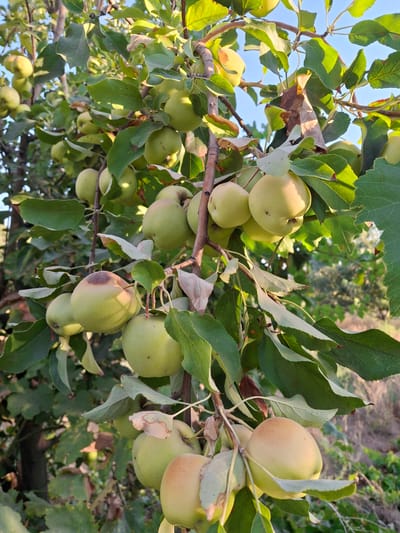 In Ko'kdala, Uzbekistan, an apple tree is laden with ripening green apples. The apples vary in size and stage of ripeness, with some showing hints of yellow and blush where they catch the sunlight. Leaves, predominantly green, are interspersed with a few dry, brown leaves, suggesting the late summer or early autumn season. The branches of the tree are visible, some smooth and light brown, others thicker and darker. Sunlight filters through the leaves, creating dappled patterns on the fruit and foliage. The background is softly blurred, showing hints of greenery and dry brush, characteristic of an outdoor orchard or garden setting. The sky is a clear, light blue, visible through the canopy of the tree.