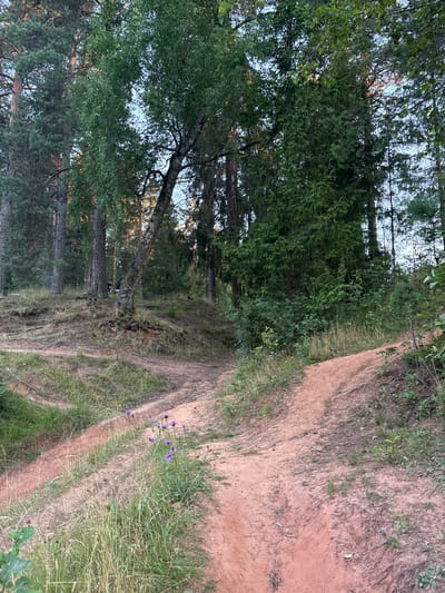 The image depicts a sandy dirt path winding through a forest. The path is a light reddish-brown color and appears to be well-worn, with ruts and tire tracks visible. The surrounding vegetation consists of a mix of pine trees and deciduous trees, with undergrowth of grass and bushes. In the foreground, a small cluster of purple flowers grows beside the path. The lighting suggests it is either early morning or late afternoon, with sunlight filtering through the trees. The scene is natural and appears to be in a rural or wilderness area.