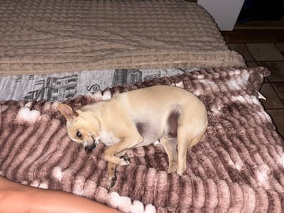 A small, tan Chihuahua is lying on a brown and white striped blanket, which is covering a bed with a taupe textured blanket. The dog is curled up, facing the left side of the image. Part of a person's leg is visible in the lower left corner of the image. A portion of the patterned bed sheet beneath the brown blanket is visible at the top. The location is not determinable.