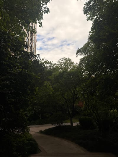 The image is a low-angle shot looking up through trees towards a cloudy sky. A building is visible in the lower left corner, partially obscured by foliage. The environment appears to be a park or garden in an urban area. A sidewalk or pathway runs along the right side of the image, adjacent to a low wall or structure. The location is likely in Binjiang District, China, based on the prompt. No people are visible in the frame. The primary subjects are trees, sky, and a building. The interaction is between natural and built environments.