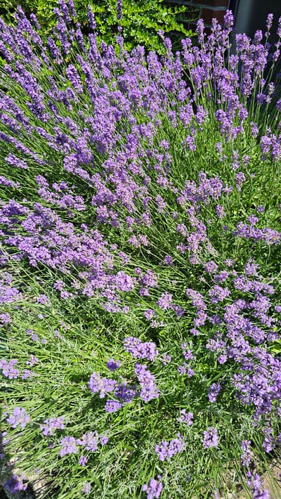 A close-up, overhead view captures a dense patch of blooming lavender plants. The vibrant purple flowers are clustered on slender green stems, interspersed with fine, grey-green foliage. The sunlight casts shadows and highlights, creating a textured effect across the blossoms and leaves. In the background, hints of green foliage and a dark brick wall suggest an outdoor urban garden setting, possibly in Philippeville, Belgium. The image focuses entirely on the lavender, with no people or distinct human-made objects clearly visible within the frame, other than the background architectural elements.
