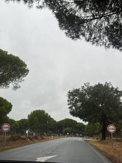 The image depicts a rural two-lane asphalt road in the municipality of Alcácer do Sal, Portugal, under an overcast sky. The road appears damp and features a prominent white arrow painted on its surface in the lower center, indicating forward travel. Both sides of the road are bordered by dry, light brown ground with sparse vegetation, leading into dense tree lines.

On the left side of the road, a circular white road sign with a red border and two black car silhouettes crossed by a red diagonal line (indicating "No Overtaking") is visible. Further along the left side, numerous pine trees with dark green needles form a dense canopy. Another identical "No Overtaking" sign is present on the right side of the road, positioned closer to a large, broad-leafed tree with dark green foliage. The right side also features multiple pine trees in the background. Branches from trees partially frame the top of the image. No individuals or vehicles other than the implied camera vehicle are present. The scene conveys a quiet, wooded rural environment.