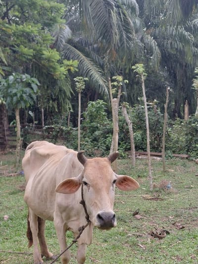 This image, captured in Blang Pohroh, Indonesia, depicts a lean, light tan domestic cow standing in a grassy clearing. The cow, facing directly towards the viewer with a slight body turn to its left, has small, curved horns and a dark, braided rope tied around its neck. Its ribs are faintly visible through its coat. The immediate foreground and midground feature green grass mixed with patches of exposed soil and scattered organic debris. The background is dominated by dense tropical vegetation, including numerous tall palm trees with prominent fronds, smaller leafy green trees, and several slender, trimmed saplings or poles exhibiting new foliage growth at their apices. No human figures or specific actions beyond the cow standing are visible.